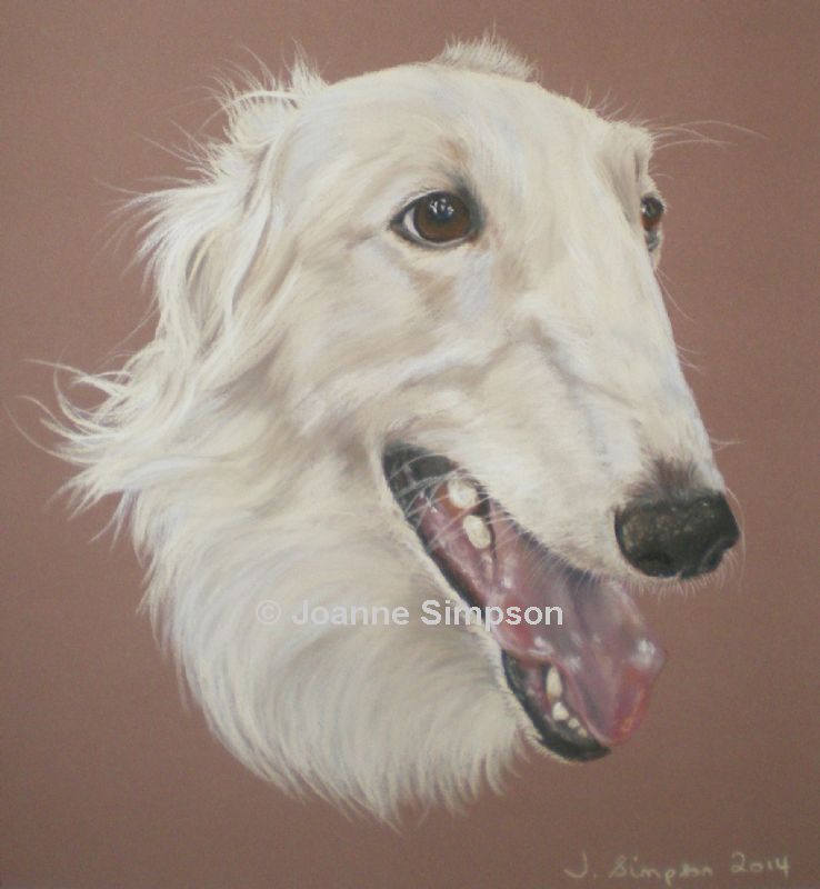 Borzoi pet portrait